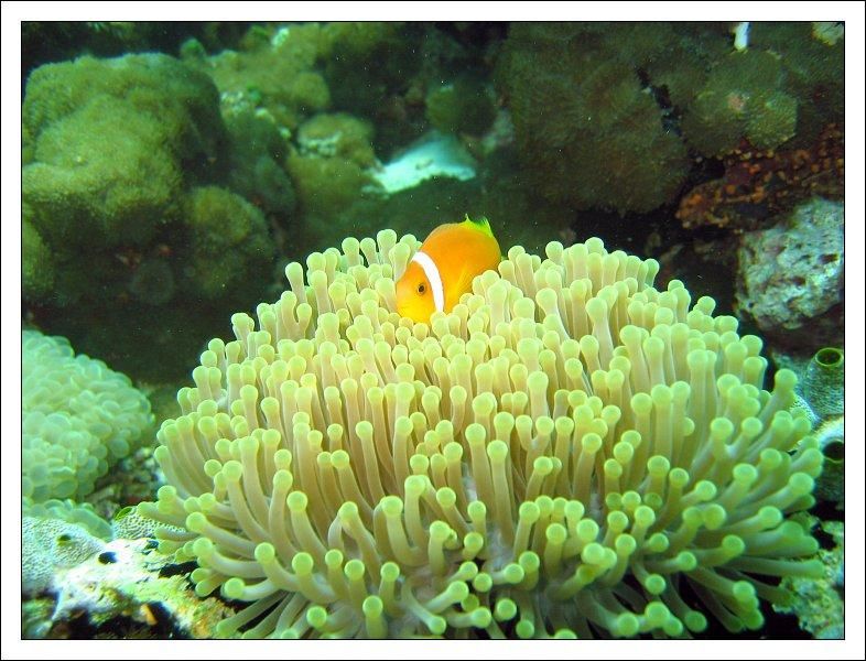 255618480rwwITM_ph.jpg - Bohóchal a mérgezõ csalánban. Ez az õ specialitása, megvédi õt a növény.