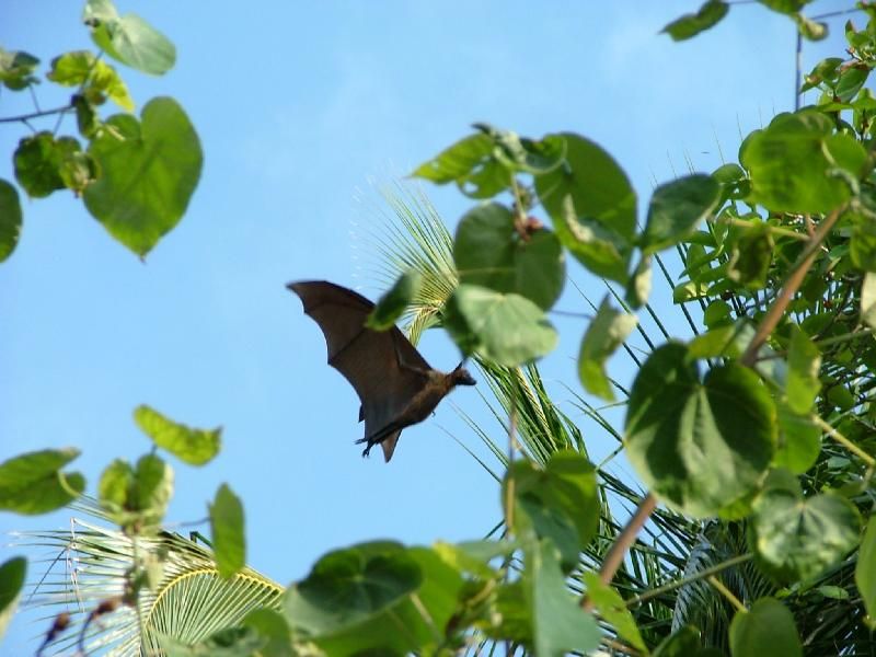 257821230UwHpnv_ph.jpg - Repülõ kutya. Este nagy lakmározás volt a mellettünk lévõ fán. Lerágták a gyümölcsöket, majd a maradékot lepotyogtatták. A háziak pedig reggelre, mire felébredtünk, minden nyomot eltakarítottak, felseperték a fa környékét. Amúgy a szigeten lévõ összes fára igaz volt, hogy a lehulló leveleket azonnal összeszedték.