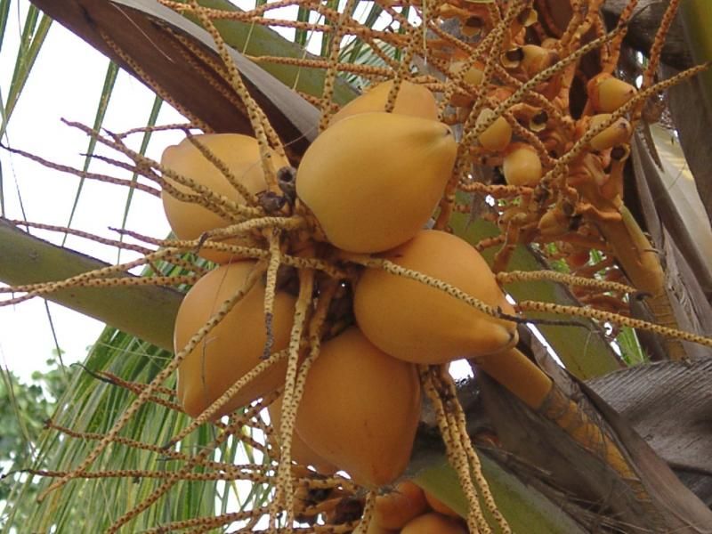 75861794vkJNxO_ph.jpg - Ezt is elfelejtettem megkérdezni, hogy micsoda, de jópofa.