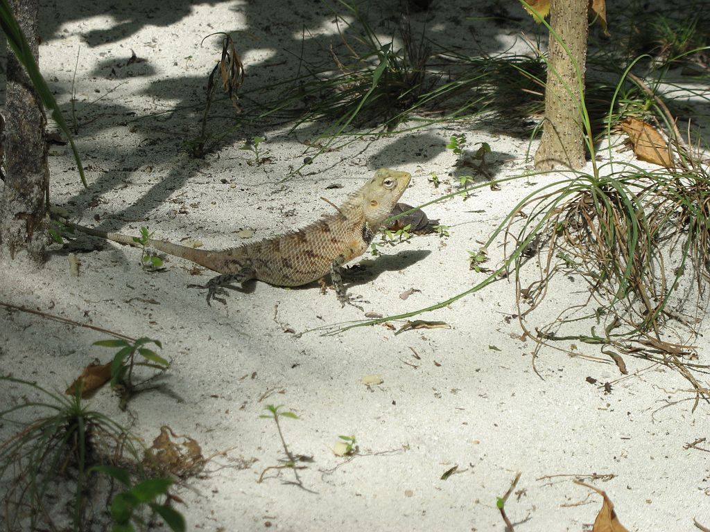 IMG_1029.JPG - Kis sárkánygyík.