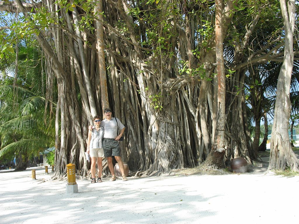 IMG_1035.JPG - Jól összegyülekeztek ezek a fák