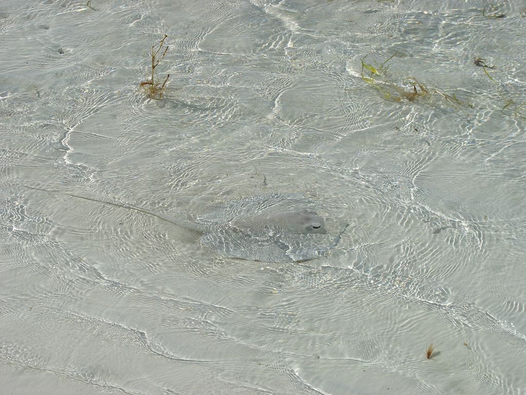 IMG_1100.JPG - Rája a part mellett