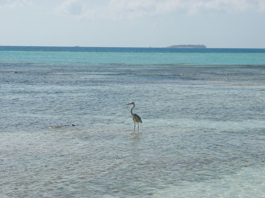 IMG_1101.JPG - Egy gém, + egy bébicápa