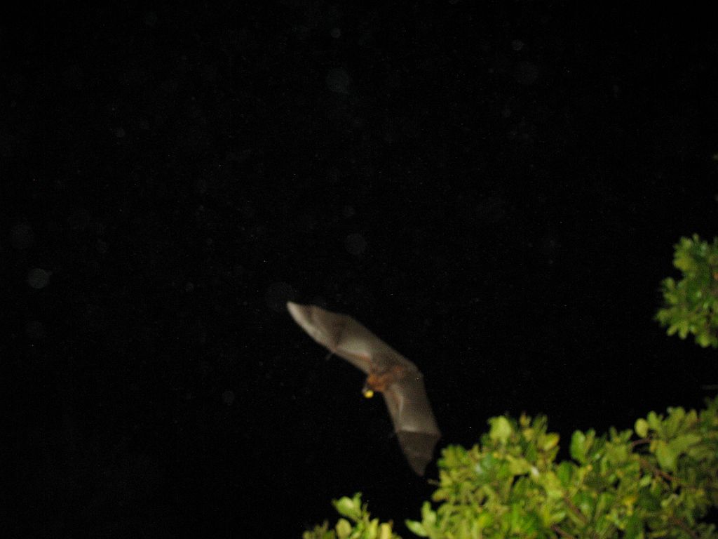 IMG_1536.JPG - Gyanús sötét árnyak repkedtek a gyûmölcsfák környezetében. Az a nyitott fürdõszobánkból lett fényképezve.