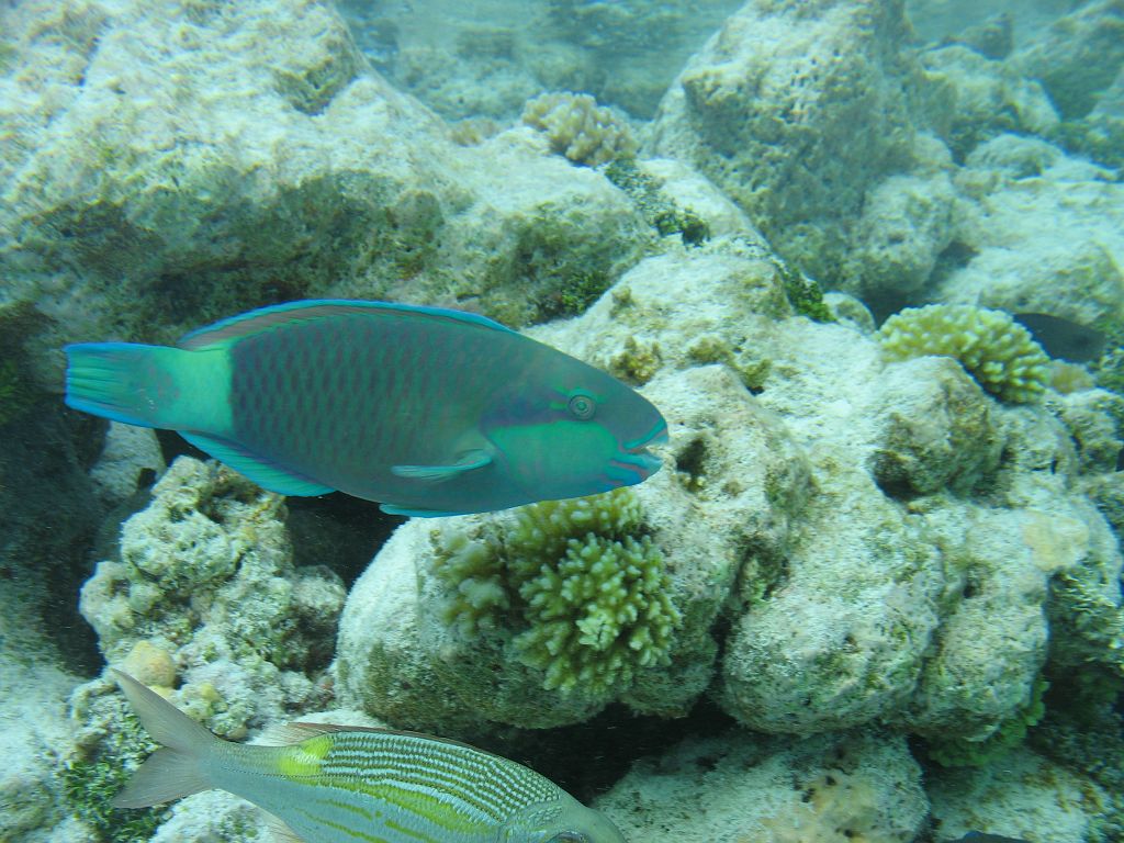 IMG_1646.JPG - Papagályhal.