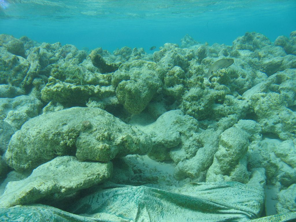 IMG_1683.JPG - Egy murána leskelõdik.