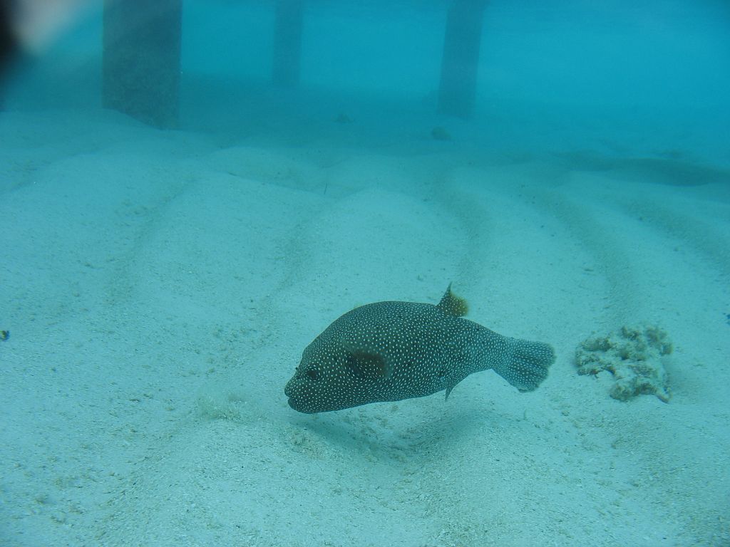 IMG_1902.JPG - bõröndhal