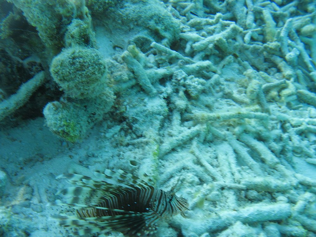 IMG_1962.JPG - tûzhal