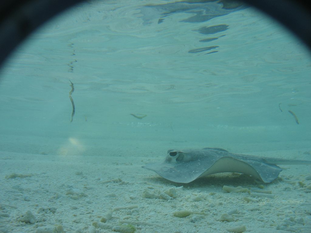 IMG_1980.JPG - rája