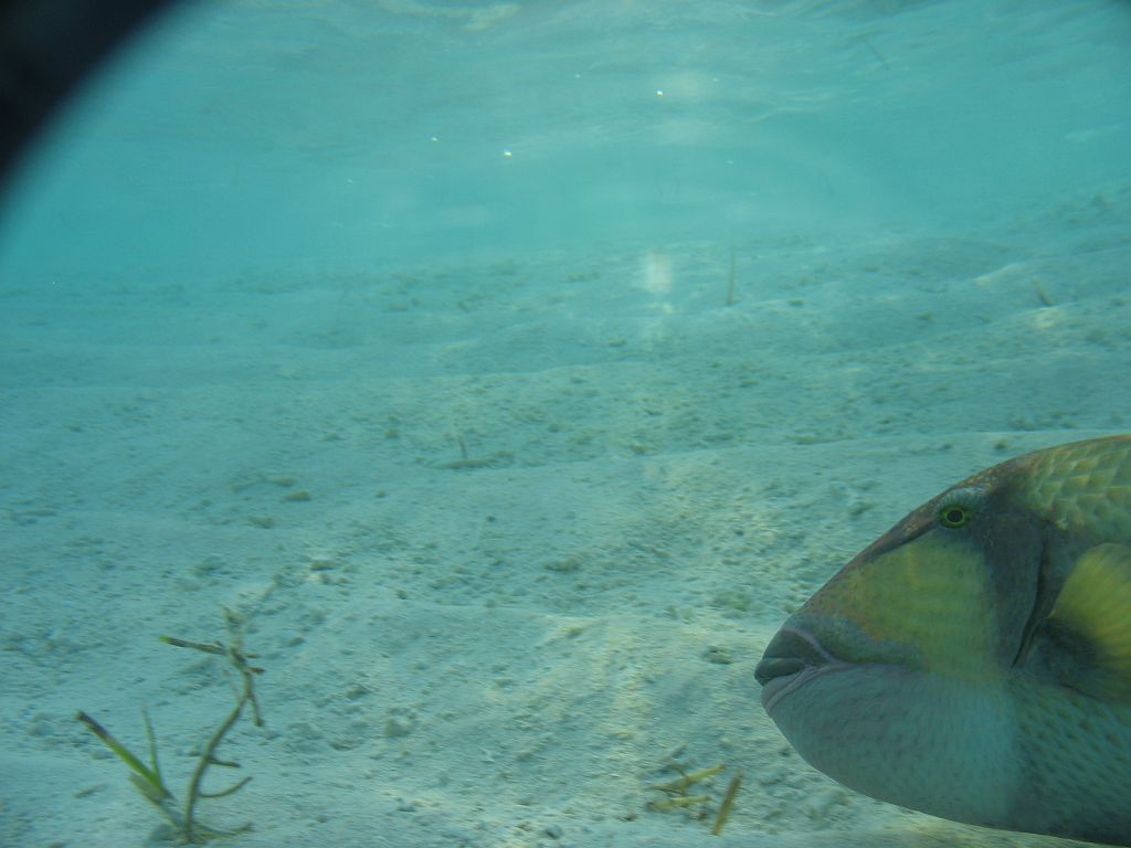 IMG_1981.JPG - triggerhal. illik nem háborgatni..