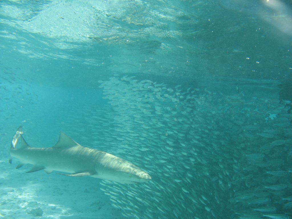 IMG_2272.JPG - Hát ezek bizony voltak vagy másfél méteresek.