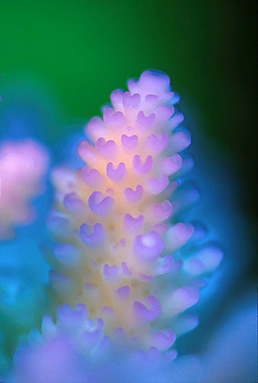 ci06a.jpg - Ezt a korallt nem én fényképeztem, de nagyon tetszett.